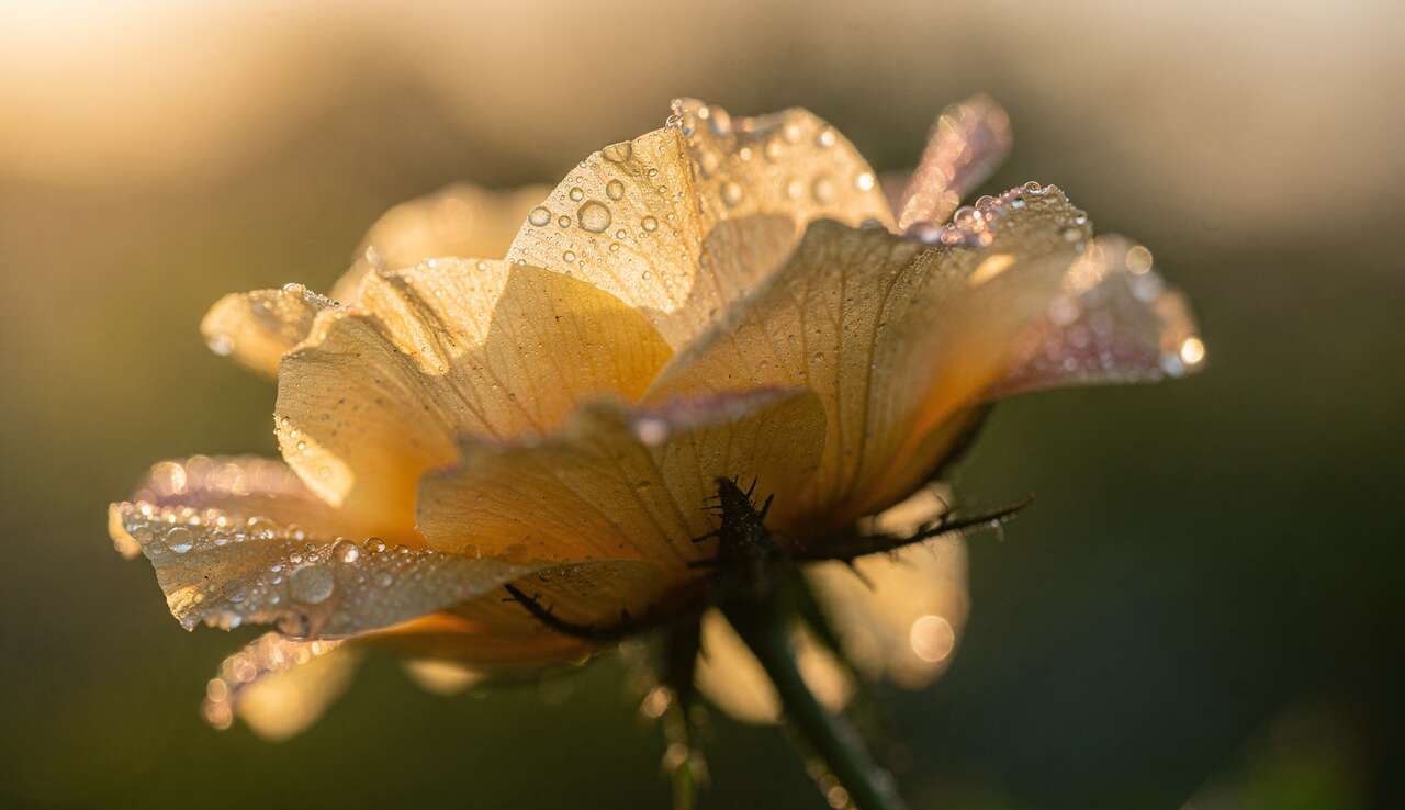 Impact des objectifs macro sur la photographie de détails