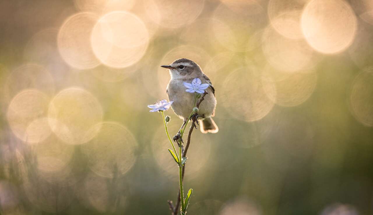 Comment maîtriser l'aspect du bokeh en photographie ?
